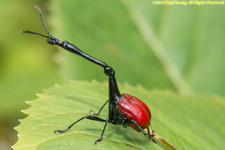 giraffe weevil